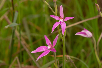 the pink flowers of the Spider Orchid Caladenia latifolia seen east of Bunbury in Western...