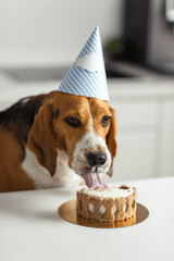 Birthday for a dog of breed beagle. Happy dog eats delicious cake and licks his tongue