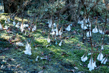 シモバシラ(シソ科の植物)の霜華