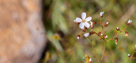 The small white flower of the giant Sundew Drosera gigantea on a granite rock close to Waroona in...