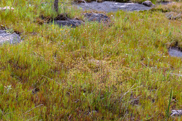 The giant Sundew Drosera gigantea on a granite rock close to Waroona in Western Australia, view...