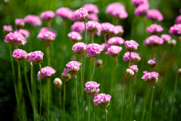 Purple flowers in the garden. Onion, or chives, is a perennial herbaceous plant Latin name: Allium schoenoprasum.