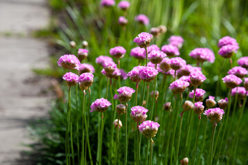 Purple flowers in the garden. Onion, or chives, is a perennial herbaceous plant Latin name: Allium schoenoprasum.