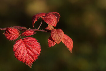 Red leaves of raspberry in autumn
