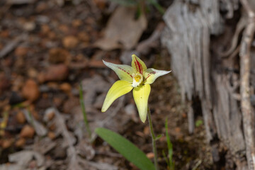 The amazing yellow flower of the Spider Orchid Caladenia flava close to Lake Navarino near Harvey in Western Australia, frontal view
