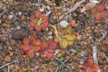 The flat rosette of the carnivorous plant Drosera collina close to Harvey in Western Australia, view from above