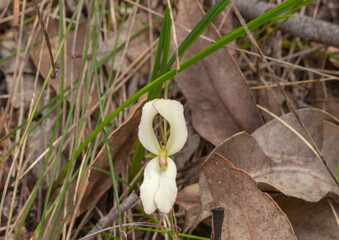 white flowered form of the trigger plant Stylidium schoenoides seen on Lake Navarino close to Harvey in Western Australia, view from above