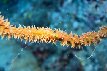 奄美大島 No.19 ガラスハゼ