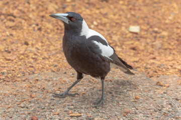 The nice black and white Australia magpie seen on Lake Navarino close to Harvey in Western Australia