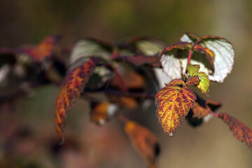 Colorful raspberry leaves in the fall