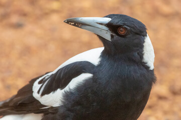 The nice black and white Australia magpie seen on Lake Navarino close to Harvey in Western Australia