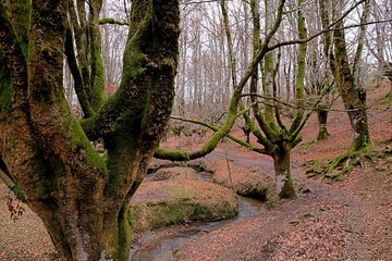beech forest with leaves on the ground