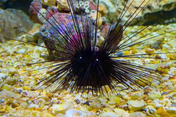 Close up black sea urchin or long spines sea urchin an exotic water animal shown in aquarium
