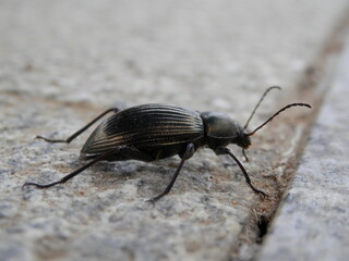 横から見たキマワリ