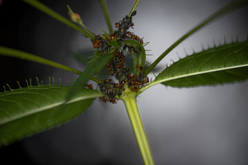 Ants melking some aphids on a green plant in a german forest - macro shot (ant caring for aphids,...