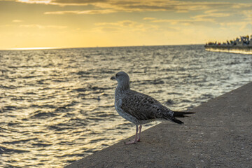A seagull waiting alone by the sea. There is a seagull by the sea at sunset. Bird. Sea. Sunset. Seagull is selected focus.