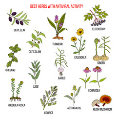 Best herbs with antiviral activity