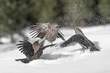 Dancing on snow, combat between Eurasian nutcrackers (Nucifraga caryocatactes)