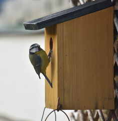 single blue tit on a bird house
