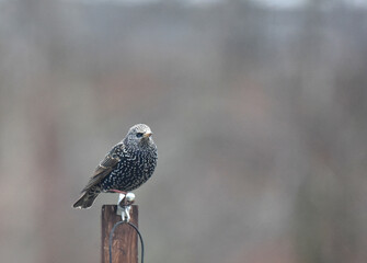 single starling perching on wooden pole

