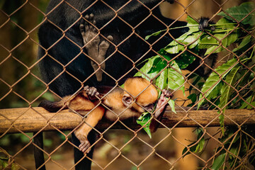 A critically endangered Black Crested Gibbon or Nomascus concolor mother and baby at C&uacute;c Phương National Park in Ninh Binh, Vietnam 