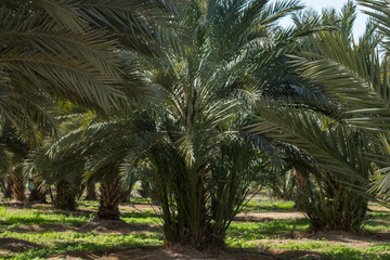 Fototapeta na wymiar Dates tree farm in Jordan Valley, during springtime
