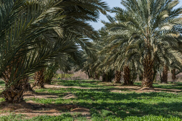 Obraz premium Dates tree farm in Jordan Valley, during springtime