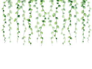 Decorative illustration graphic of creeper plants Dischidia nummularia on white background.