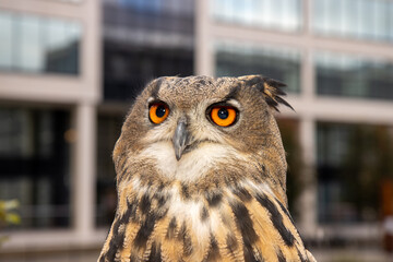 A close up photo of a beautiful brown owl