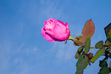 Fototapeta premium Pink Rose In The Blue SKy
