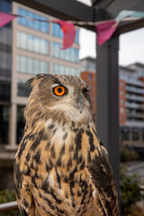A close up photo of a beautiful brown owl