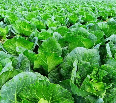 Cabbage Farming On Large Scale In Rural Area