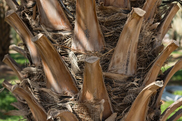 Dates tree farm in Jordan Valley, during springtime