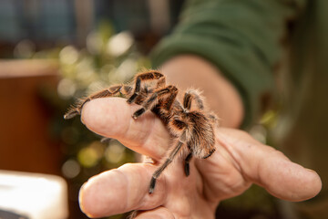 A spider tarantula crawling on a mans hand