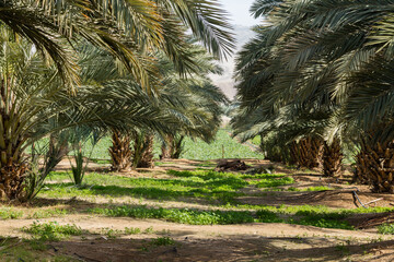 Obraz premium Dates tree farm in Jordan Valley, during springtime