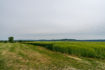 Landschaft mit Kornfeld