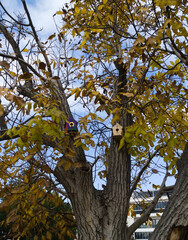 Birdhouses On The Tree In Autumn