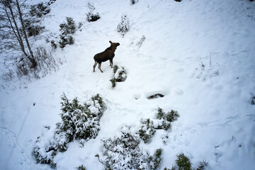 Moose in the cold Norwegian winter forest. Shot above with a drone. The animal did not care about the drone flying above them. 