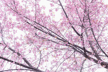 Flowering cherry trees, pink sakura flower tree