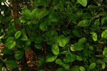 green leaves background