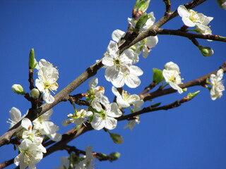 cherry blossom in spring