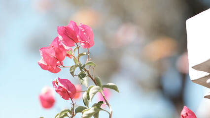 Defocused bougainvillea flower on blurred background in garden with copy space, natural bokeh with...