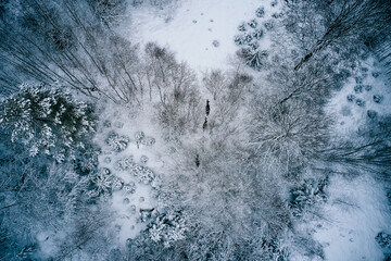 Moose in the cold Norwegian winter forest. Shot above with a drone. The animal did not care about the drone flying above them. 