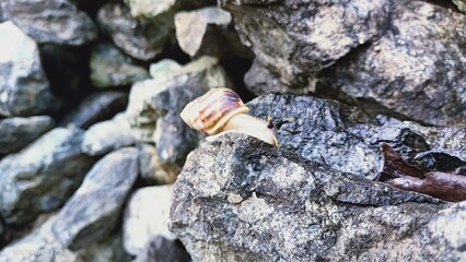 crab on rock