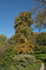 Autumn Leaves on an American Sweetgum Tree (Liquidambar styraciflua) with a Bright Blue Sky Background Growing in Garden in Rural Devon, England, UK
