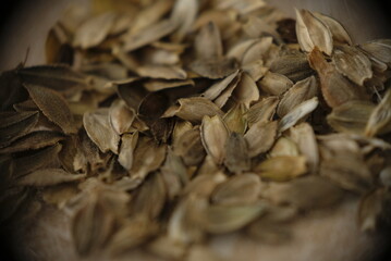 Close-up of Zinnia seeds from garden.