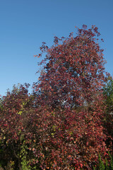 Bright Purple Autumn Leaves of a Smoke Tree (Cotinus coggygria 'Royal Purple') Growing in a Herbaceous Border with a Blue Sky Background in a  Garden in Rural Devon, England, UK