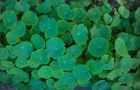 Green Leavies Natural Green Background 