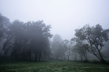 Obraz na płótnie Canvas Forest of mist for background