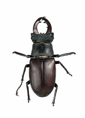 Deer beetle on white background Isolated.